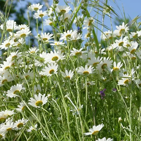 Naturgarten Karlsfeld In Der Schoenen Lausitz Welzow Buitenkant foto