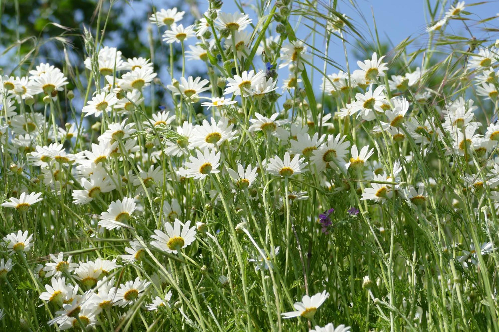 Naturgarten Karlsfeld In Der Schoenen Lausitz Apartment Welzow